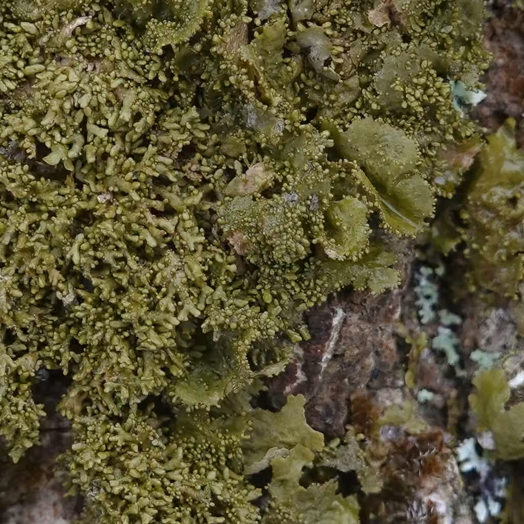 Lustrous Camouflage Lichen