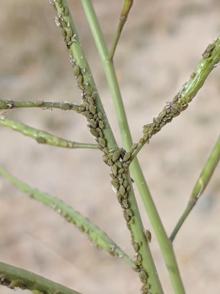Turnip Aphid, Nymph