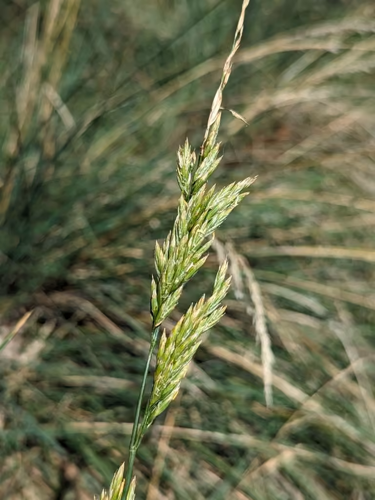 Reed fescue, In flower