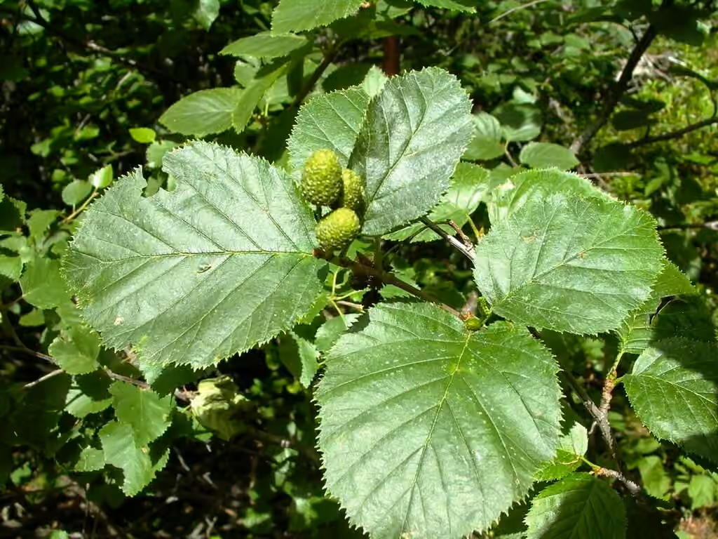 Aulne vert, En fruits