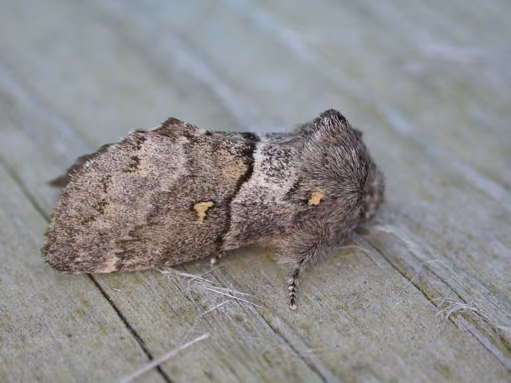 Four-spotted Gluphisia Moth, Adult