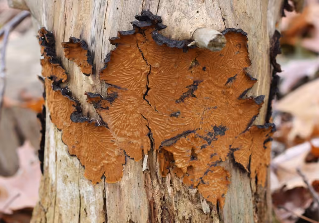 Boreostereum radiatum, photo 2 sur 5