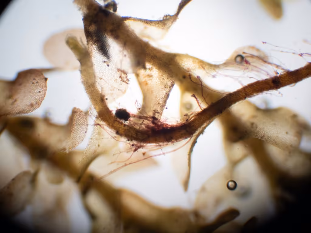 Speckled Rustwort, photo 2 of 5