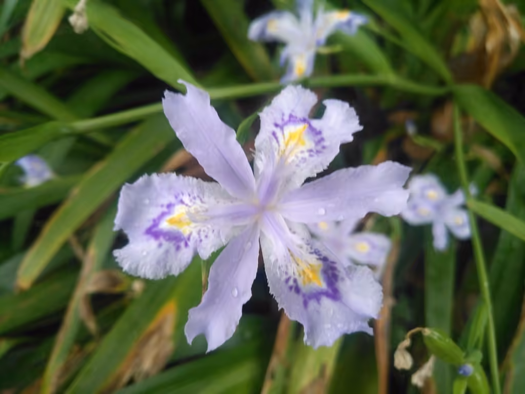 Iris du Japon, photo 3 sur 5