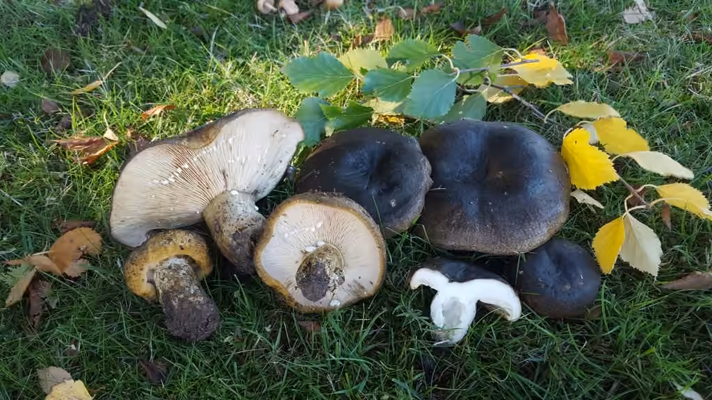 Ugly Milkcap, photo 2 of 5