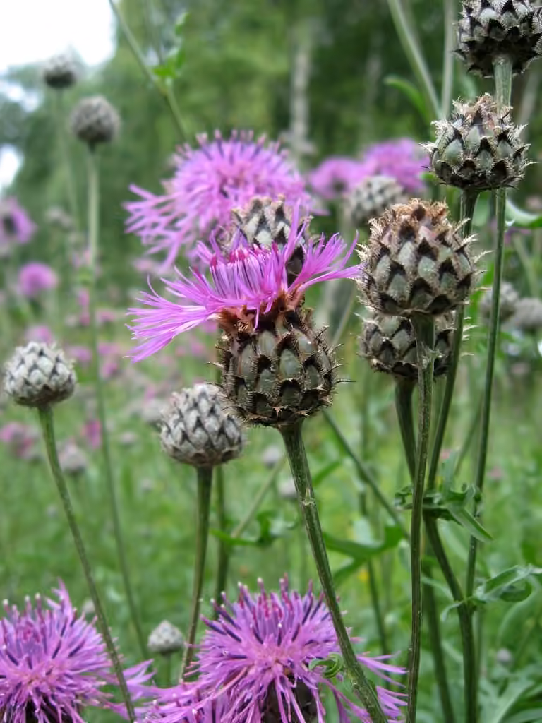 Greater knapweed, photo 1 of 5