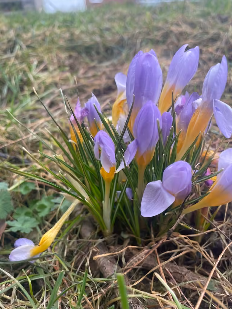 Crocus nivalis, photo 1 sur 5