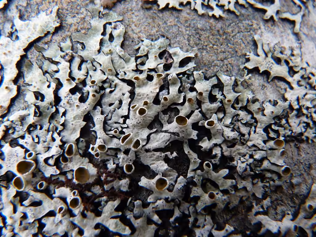 Shield lichen, photo 3 of 5