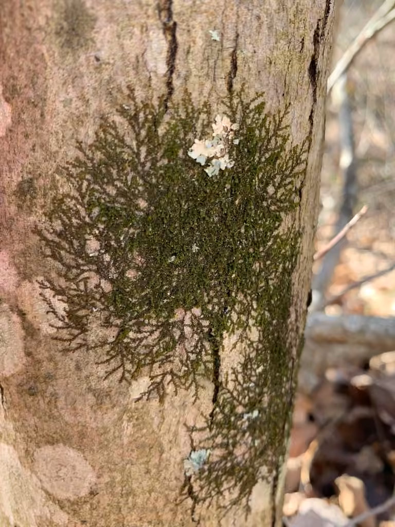 Inflated Scalewort, photo 2 of 5