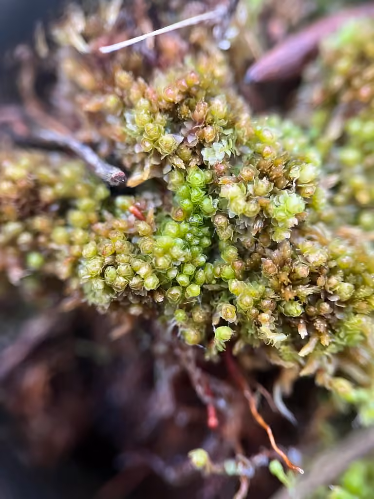 Marsh Notchwort, photo 3 of 5