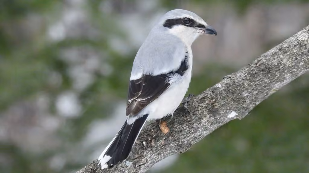 Pie-grièche boréale