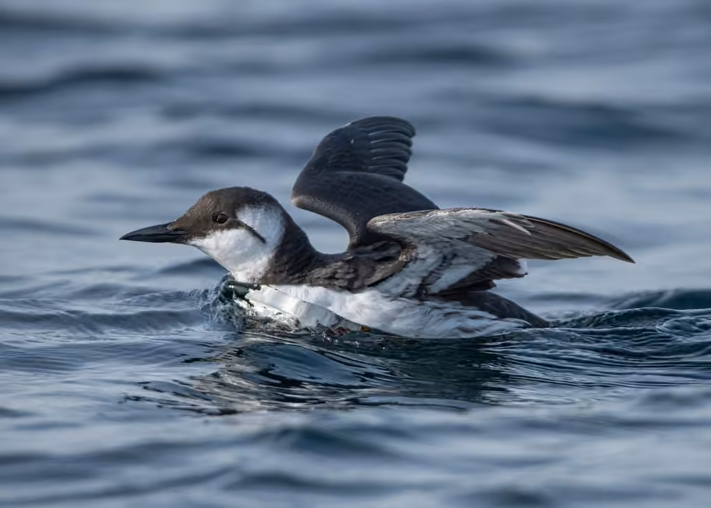 Guillemot marmette