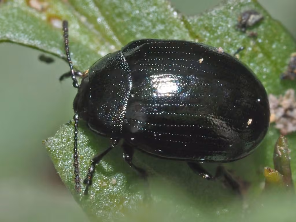 Chrysomèle du raifort, Adulte