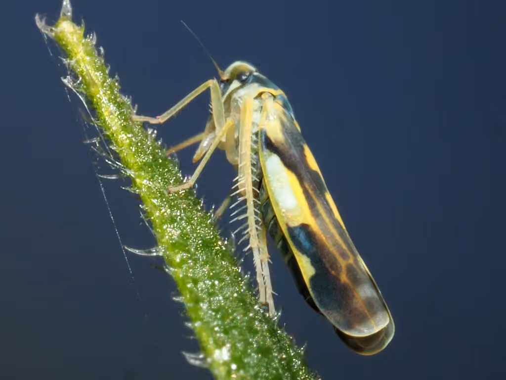 Potato Leafhopper, photo 2 sur 5