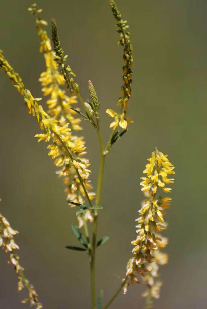 Mélilot jaune, photo 3 sur 5
