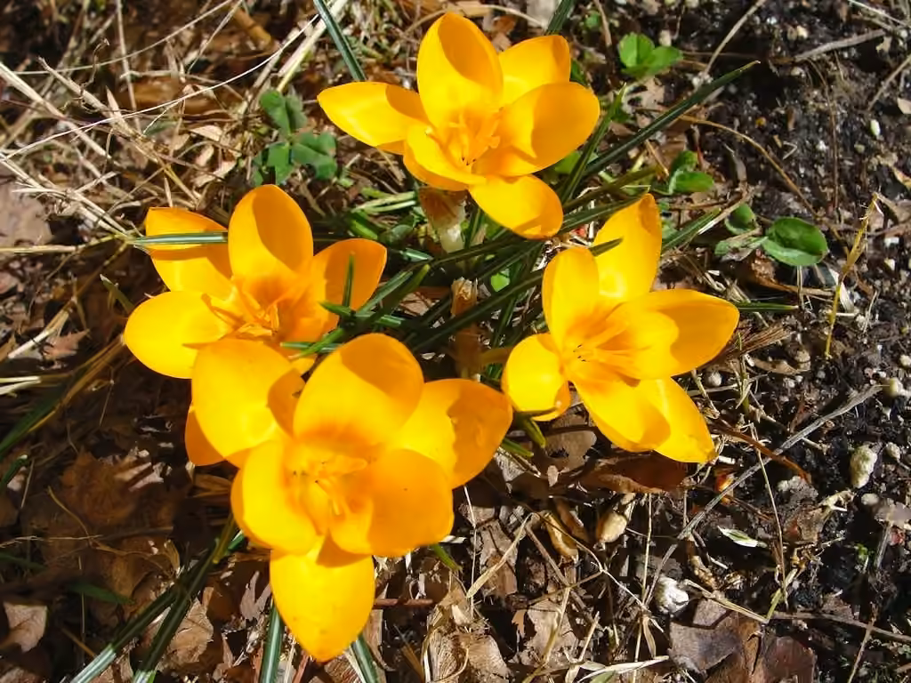 Crocus a fleurs jaunes, En fleurs