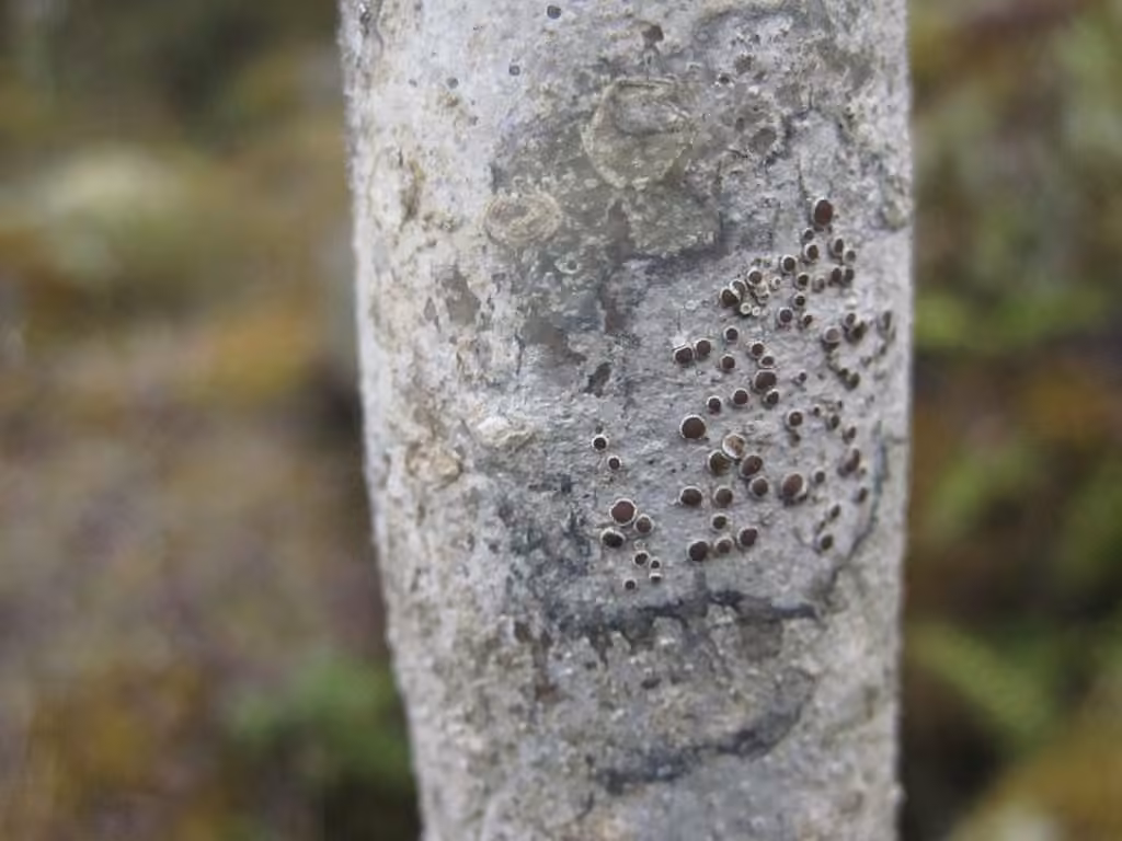 Lécanore argentifère, photo 1 sur 5
