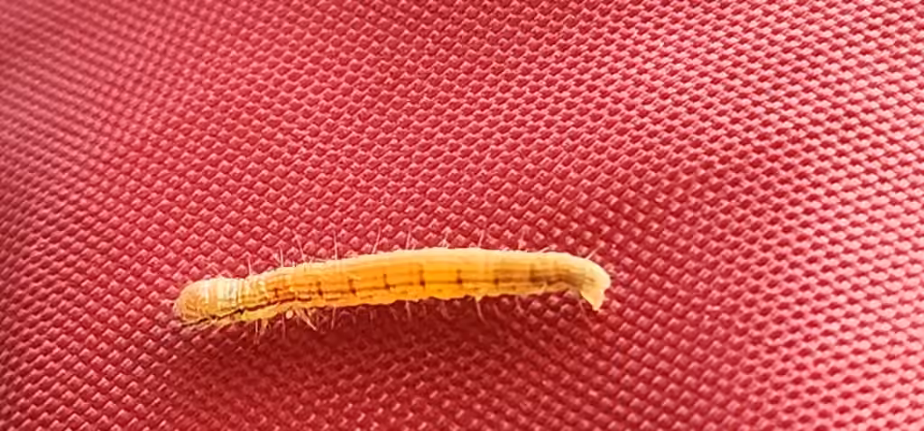 Orange-tufted Oneida Moth, Chenille