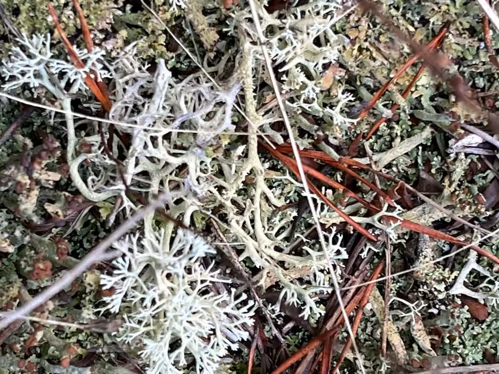 Cladonie des dunes, photo 1 sur 5