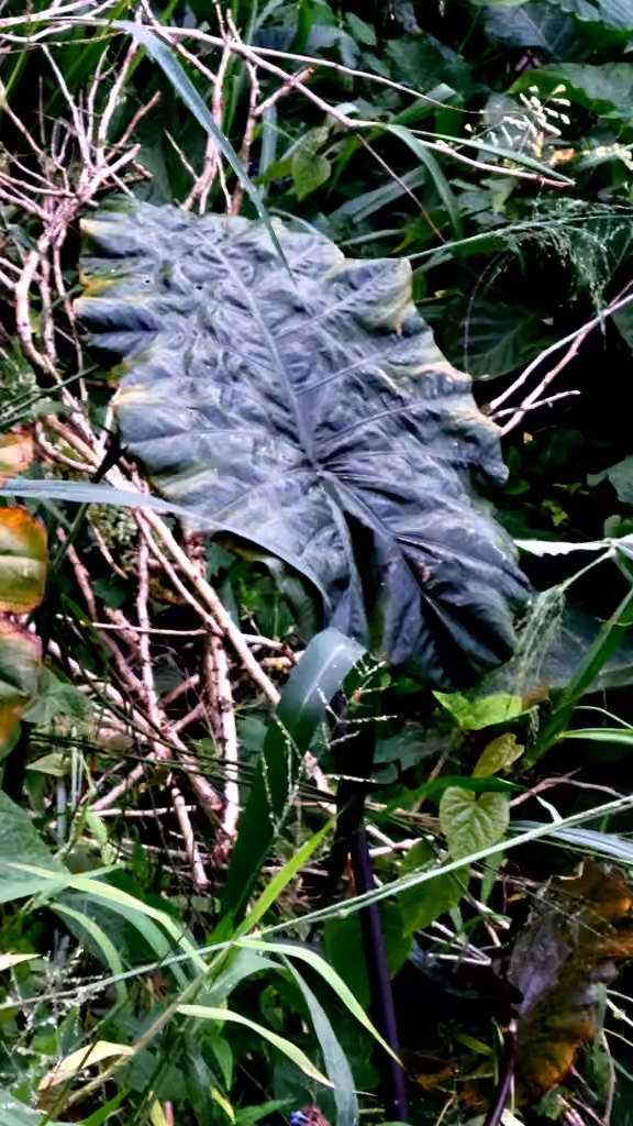Alocasie, Sans fleurs ni fruits