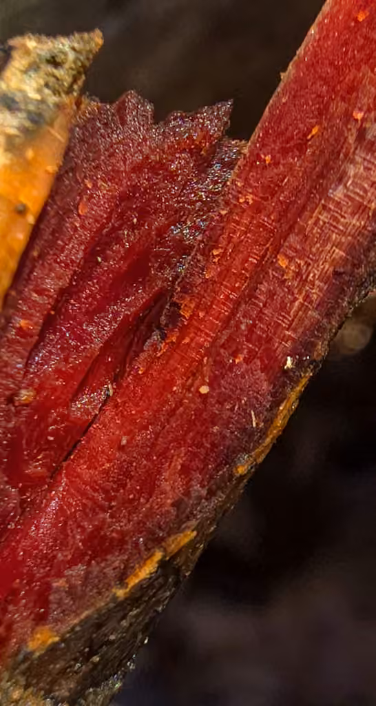 Phanerochaete sanguinea, photo 2 sur 5