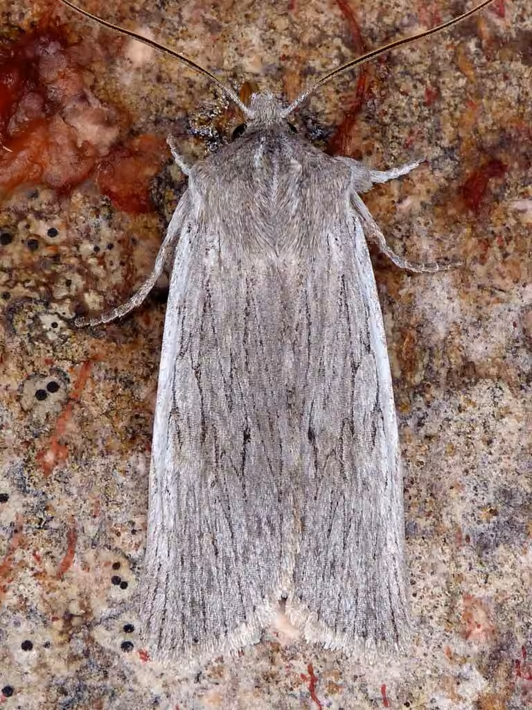 Hoary Pinion, photo 1 sur 5