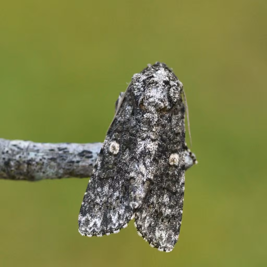 Afflicted Dagger, photo 1 of 5
