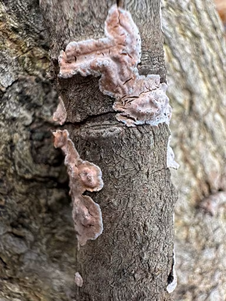 Corticie polygonale