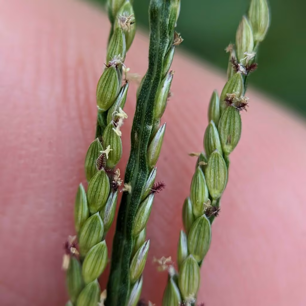 Smooth crabgrass, In flower