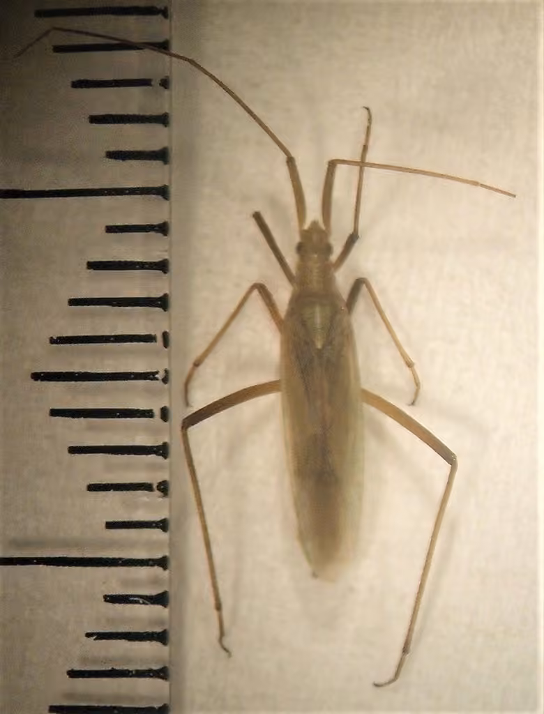 Long Thin Plant Bug, photo 3 of 5