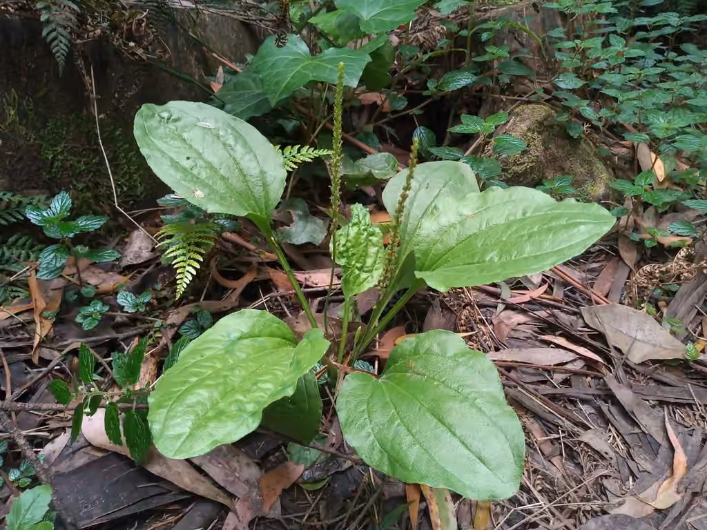 Plantain majeur