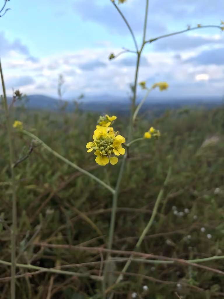 Black mustard, In flower