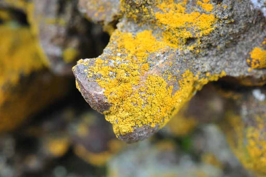 Mealy Firedot Lichen, photo 3 of 5