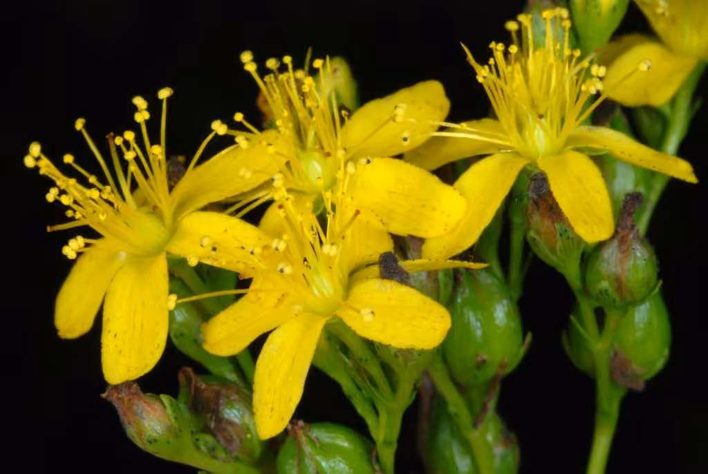 Millepertuis ponctué, En fleurs