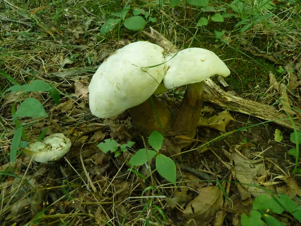 Hypomyces melanocarpus, photo 2 sur 5