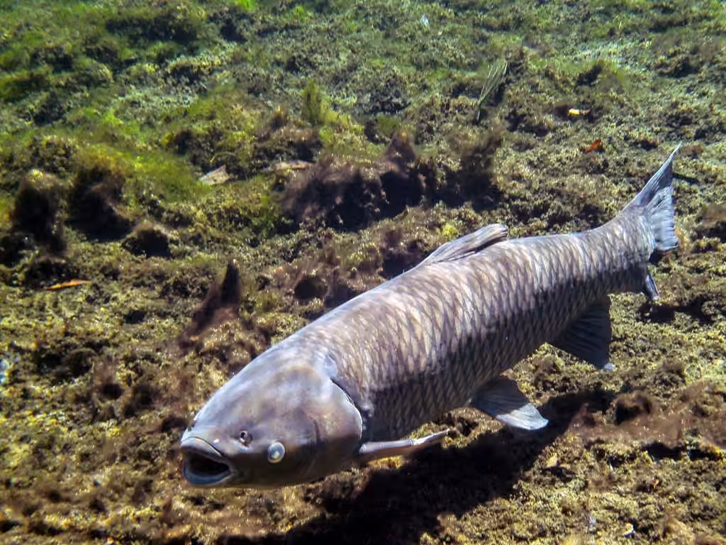 Grass Carp, photo 2 of 5