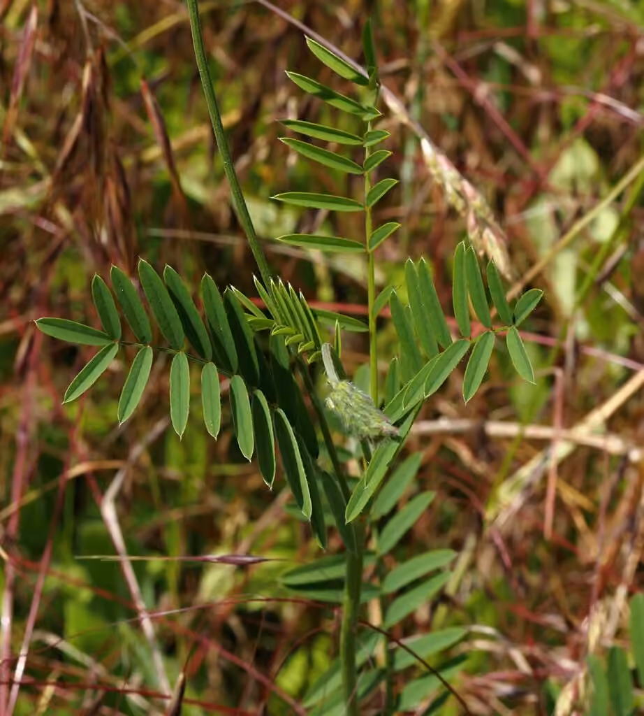 Sainfoin cultivé, photo 3 sur 5
