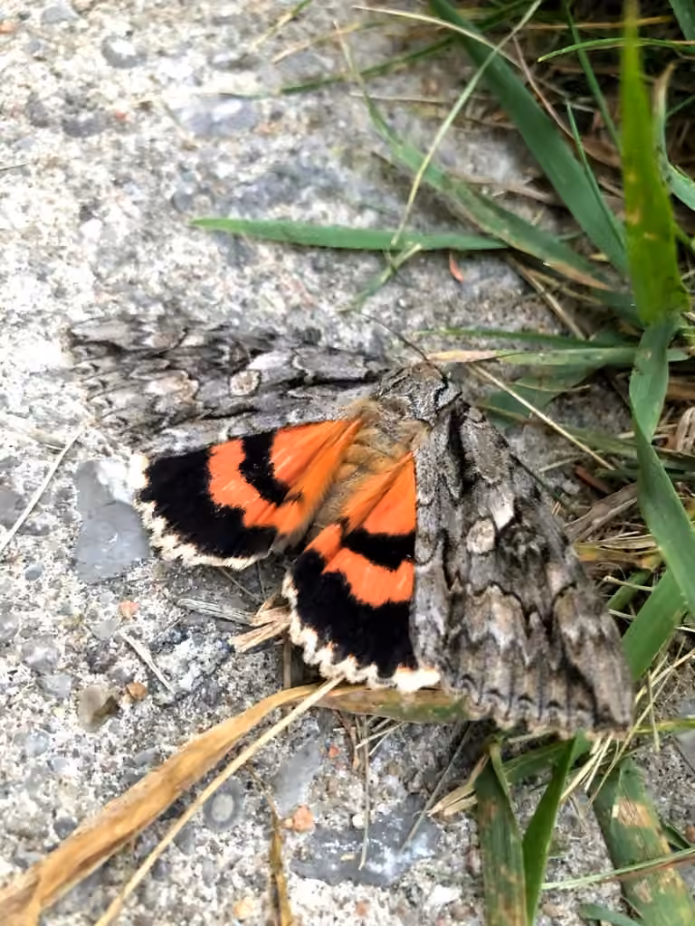 Mother Underwing Moth, Adult