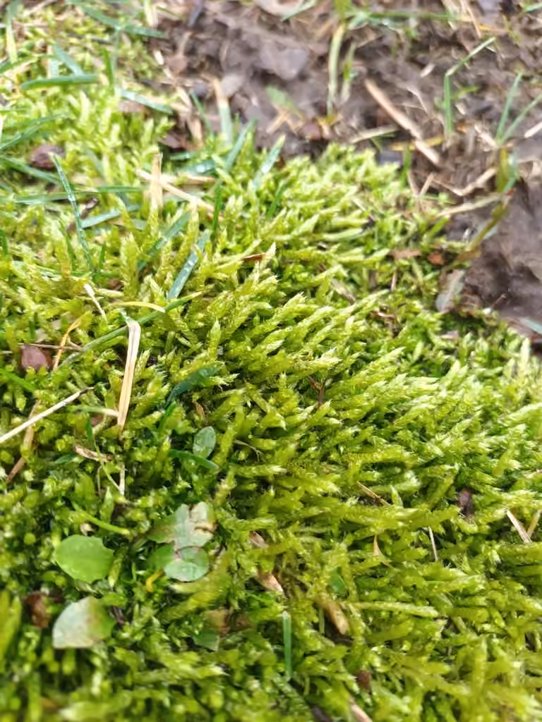 Whitish Feather-moss, photo 1 of 5