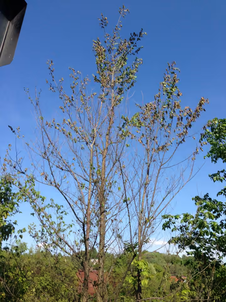 Dutch Elm Disease, photo 3 of 5