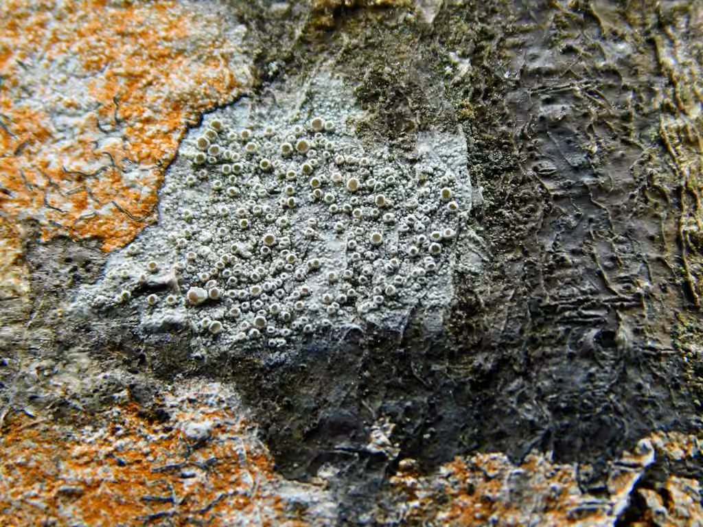Lécanore gris-brunâtre, photo 2 sur 5