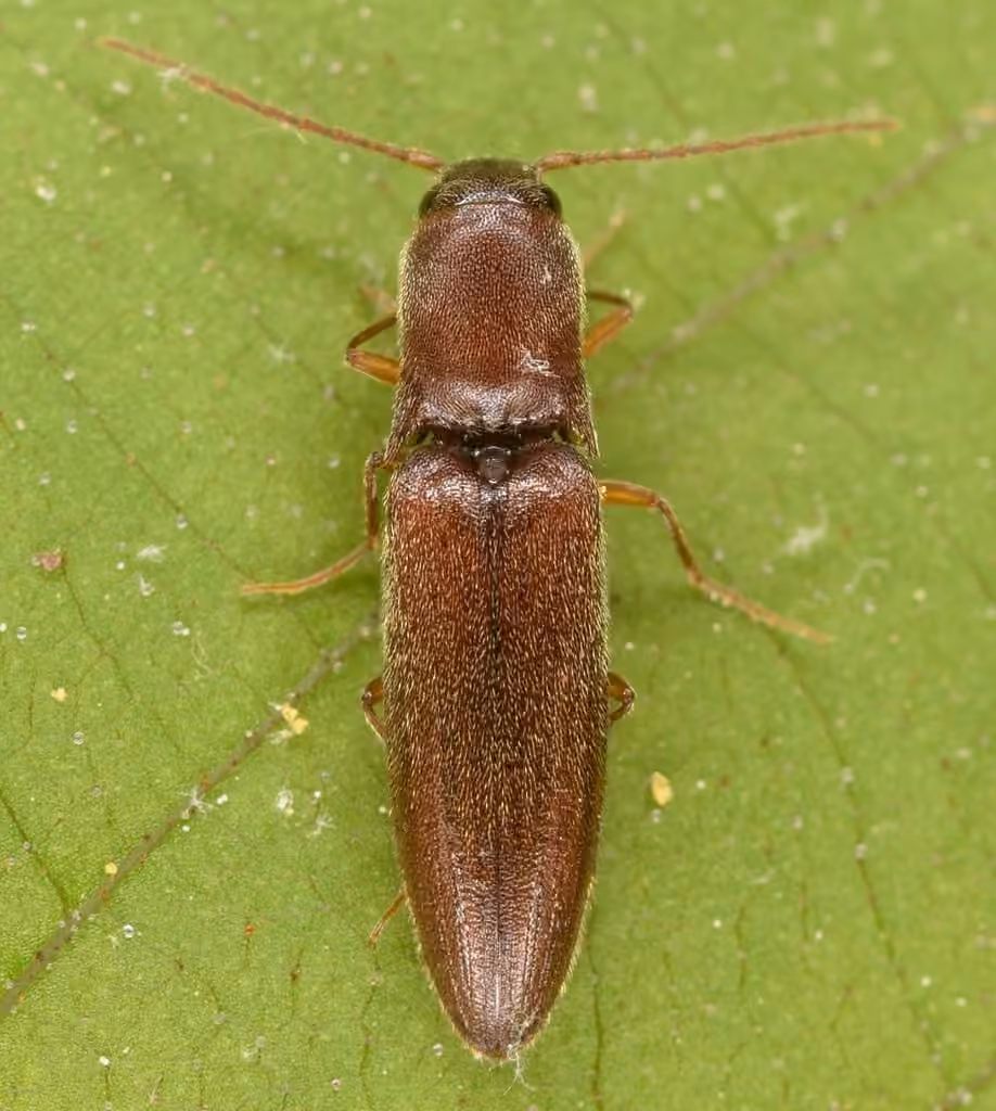 Oblong-necked Click Beetle, photo 1 of 5