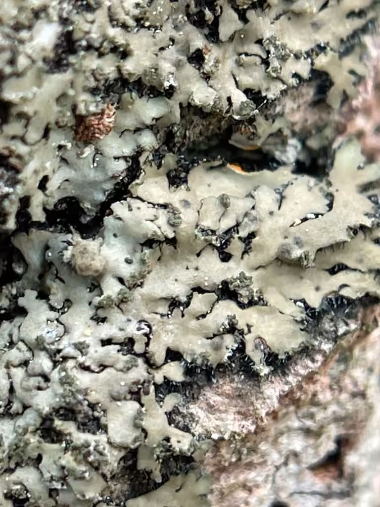 Orange-cored Shadow Lichen, photo 2 of 5