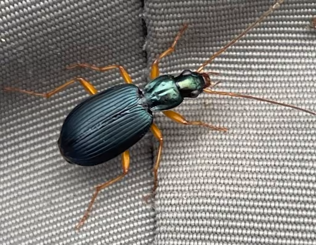 Extensive harp ground beetle, photo 2 of 5