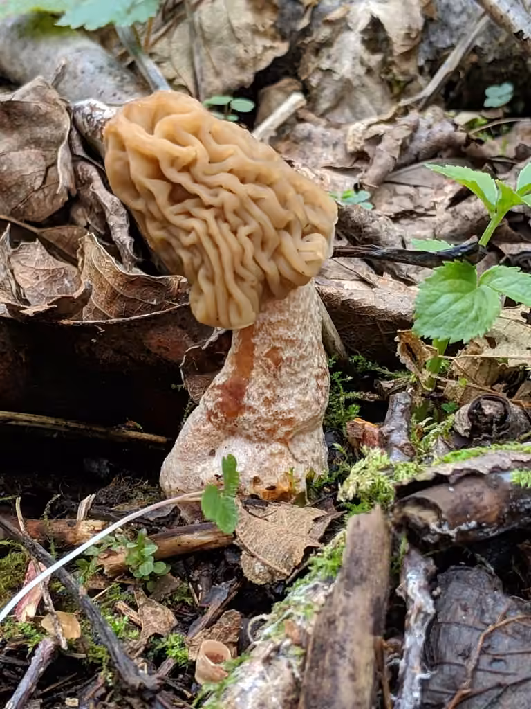 Early false morel, photo 2 of 5