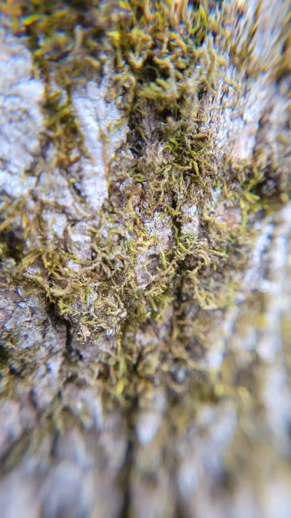 Lindberg's Maple-moss, photo 1 of 5