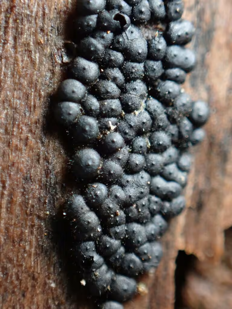 Rosellinia subiculata, photo 2 sur 5
