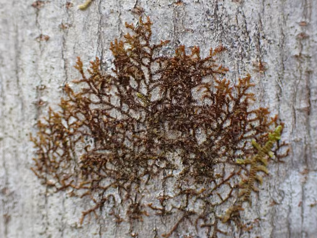 Frullanie chenille, photo 3 sur 5