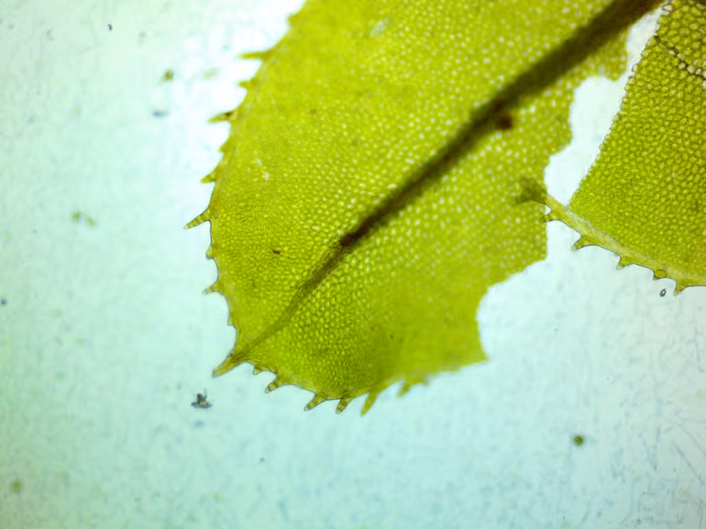 Wavy-leaf Moss, photo 2 of 5