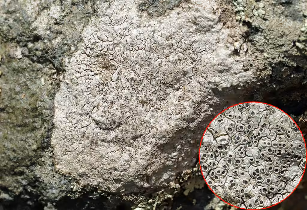 Rimmed lichen